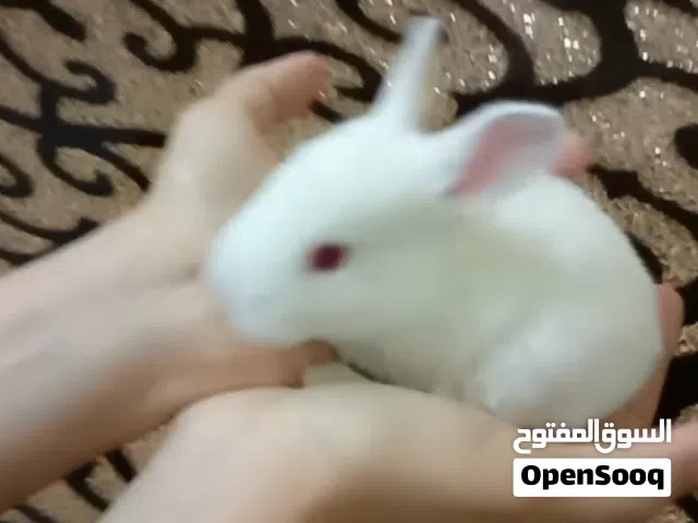 سلحفاه صغير أرنب صغير بطه صغير