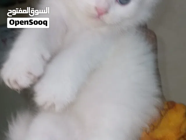 بيع قطط  شيرازي هاف بيكي