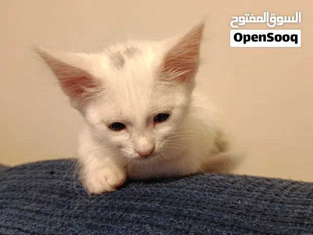قطط للبيع الام عمرها سنة الاصغار ثلاث شهور