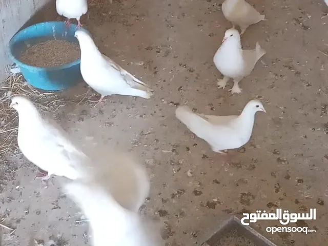 موجود 10 جوز حمام فرنسي بيور كلو شغال منتج كفاله شغل سعر جوز 10د موجودات اربد لواء الطيبه تواصل 0776