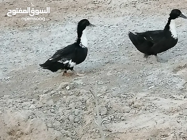 بشوش عربيات نثايه ثنين مكاني كرمه علي ابو صخير المعسكر
