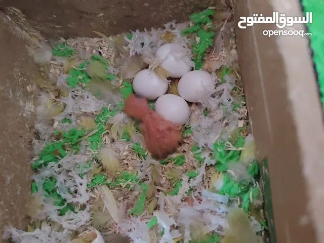 جوز روز تحته فرخ وبيض مخصب