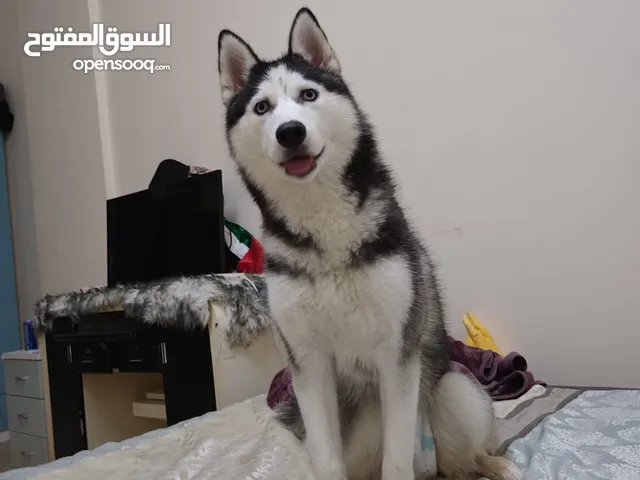 Female Husky