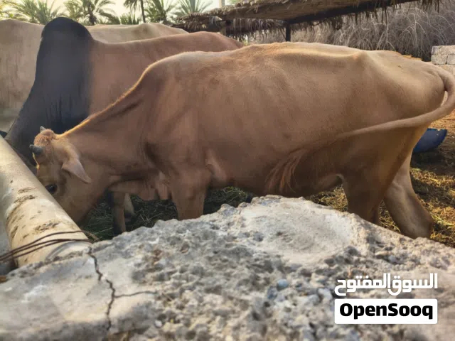 عجل عماني سمنه وسط