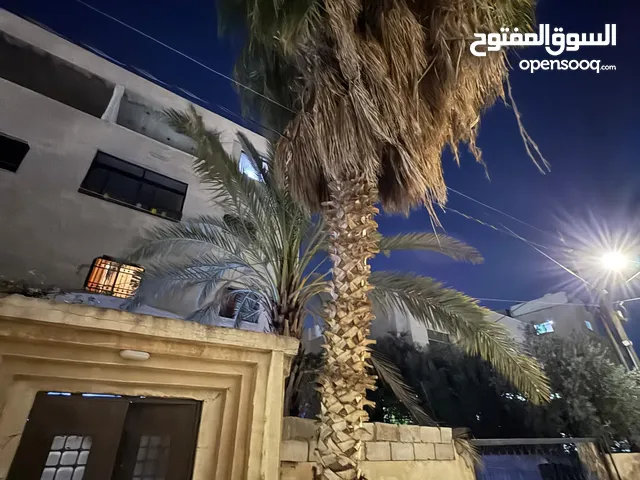 شجرة نخيل للبيع