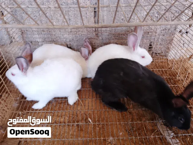 اربعة ذكور عز موس او تربيه