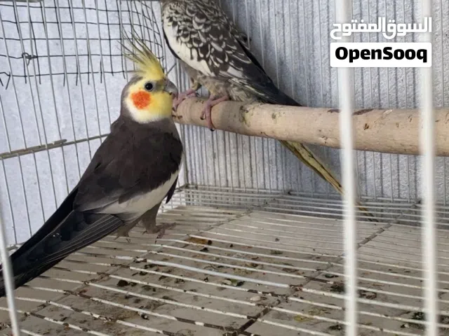 للبيع زوج كوكتيل
