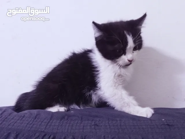 قطط هيمالايا رمادي