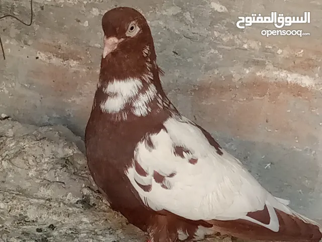 الحبه ع دينارين 2 سكان جاوا