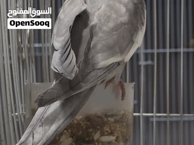 ذكر كروان وايت فيس مغرد