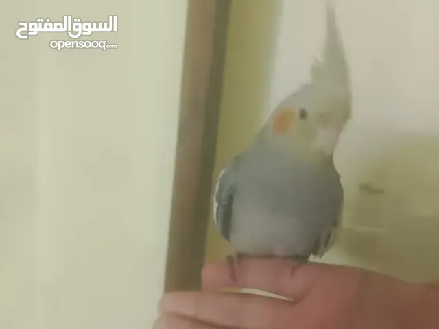 2 كوكتيل مدرب حبشي و ازابيل