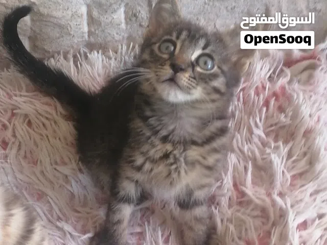 قطه كتن شهرين ونص تبني   دلوعه لعوبه هاديه من الطف قطط