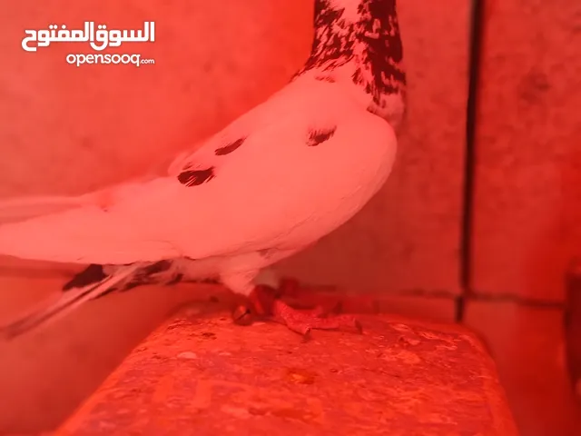 طير حمام عدد 2 [ فحل كشميري 12  دينار ]  [ المرقع ب 15 دينار ].