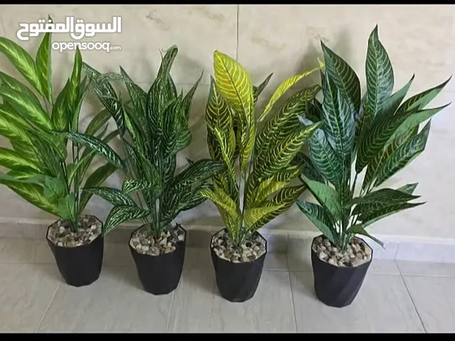 اشجار زينه