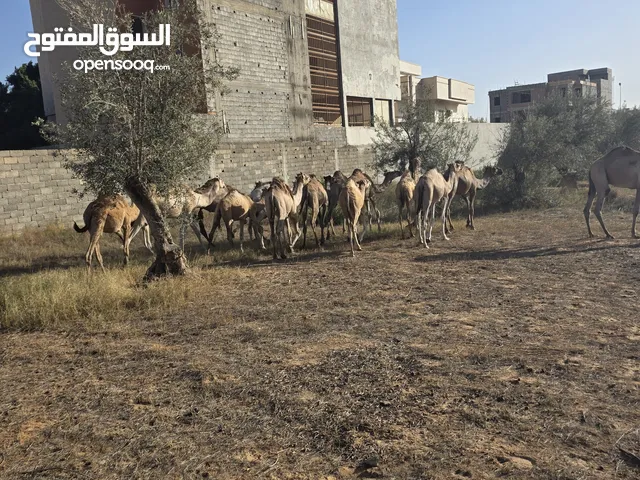 قعدان للبيع