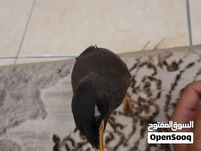 fully tamed Myna bird