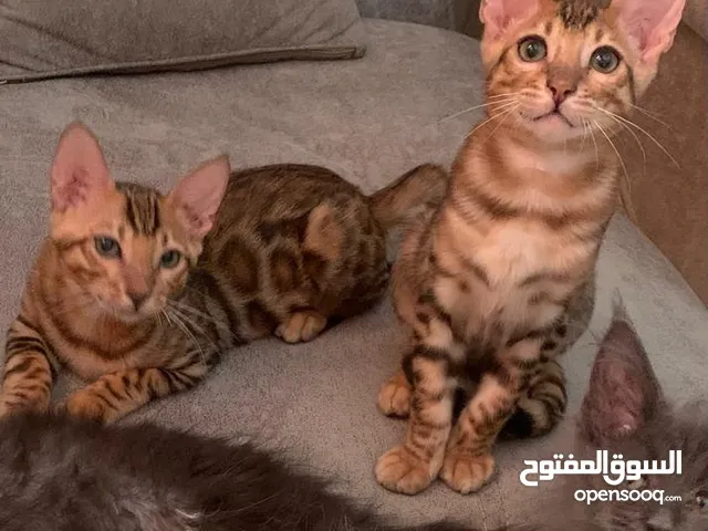 ذكور بنغالى