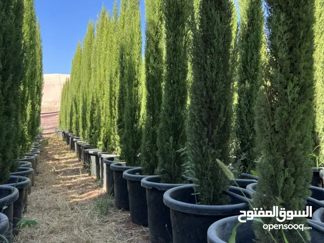 مشاتل انجاز لإنتاج وبيع الاشجار البلديه والمستورده ( اشجار الزينه - والأشجار المثمره )