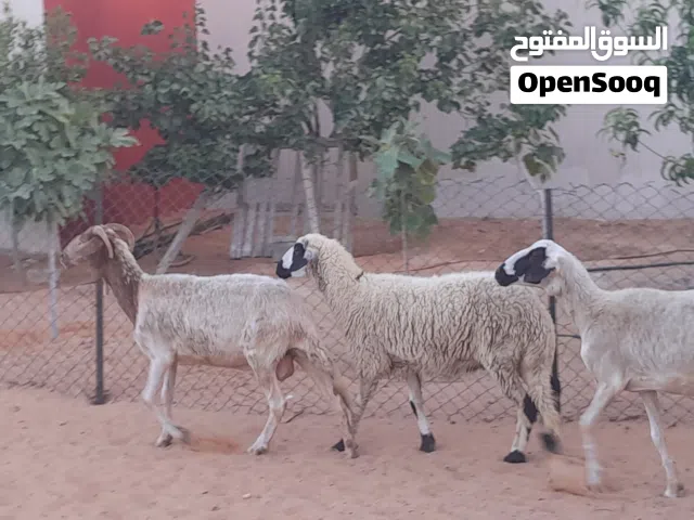 3نعاج وطنيات الله يبارك عشار بادن الله سنهم زوز رباع خوات توميات والحمراء جامعه سليمات من اي عيب ..
