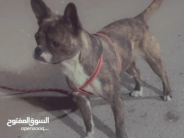 انثى فرنش بولدغ للبيع
