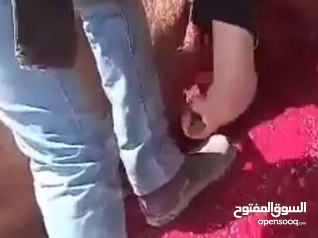 لحام جزار متفرغ لذبح جميع أنواع الأضاحي عجول خرفان جمال للحجز والاستفسار ت أمير داخل ابو أمير
