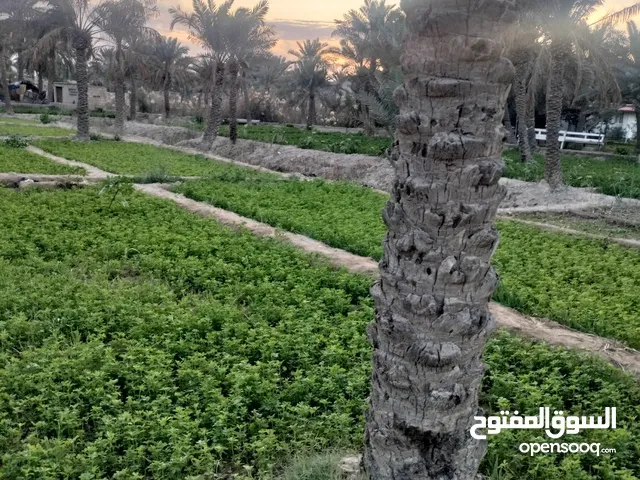 Farm Land for Sale in Basra Abu Al-Khaseeb