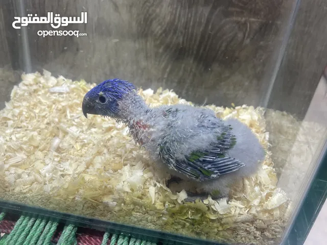 ببغاء لوري فرخ