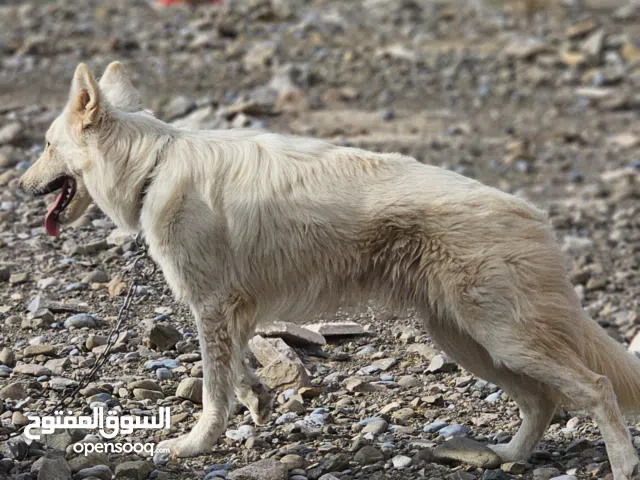 جيرمن للبيع من نوادر الالوان