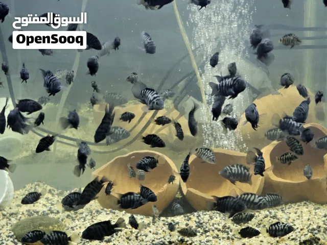 موجود سمك زيبرا كونفكت العمر 6 و 7 اشهر الاحجام مختلفة وفيهم الي بادي يدحي البيع جملة العدد في حدود