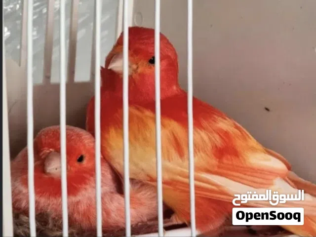 كوبية كناري ريد فاكتر (خوصة ايطاليا) مع القفص