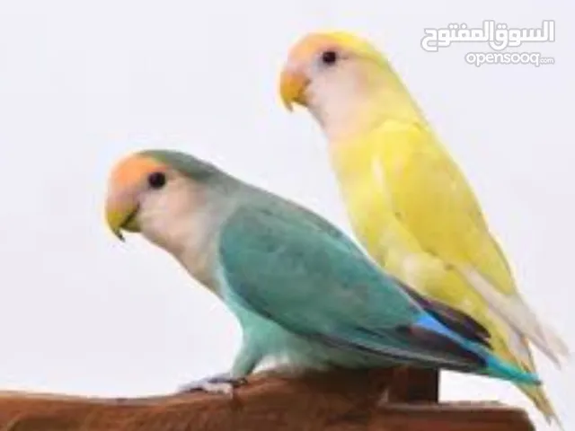 مطلوب ببغاء روز يكون اليف وصغير بالعمر