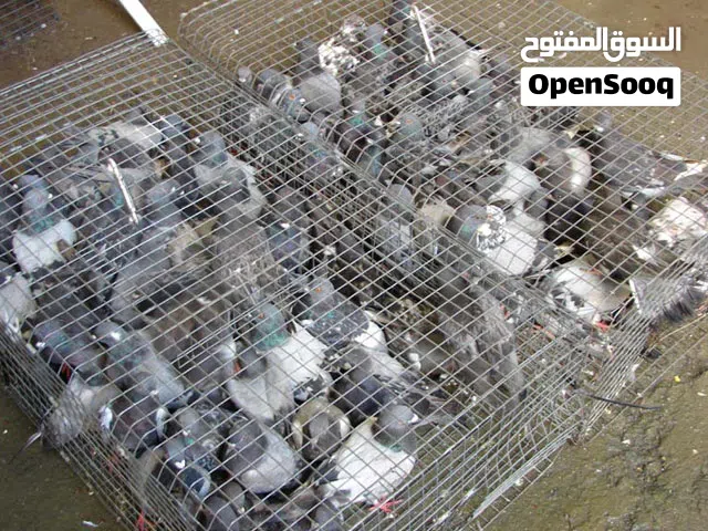 مصيدة حمام/صفرد/طيور اوتوماتيكية