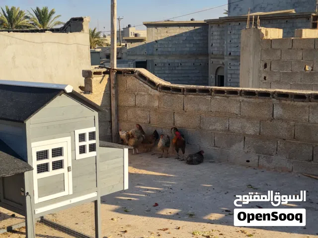 دجاج للبيع حرق