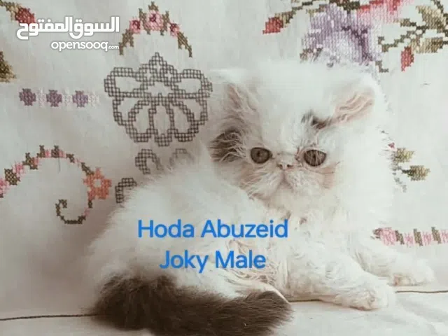 ذكر بيرشن بلو وايت اهالى مسجلة لن يرش عند البلوغ وراثة بسلالتى الامريكية... اهالى مسجلة cfa