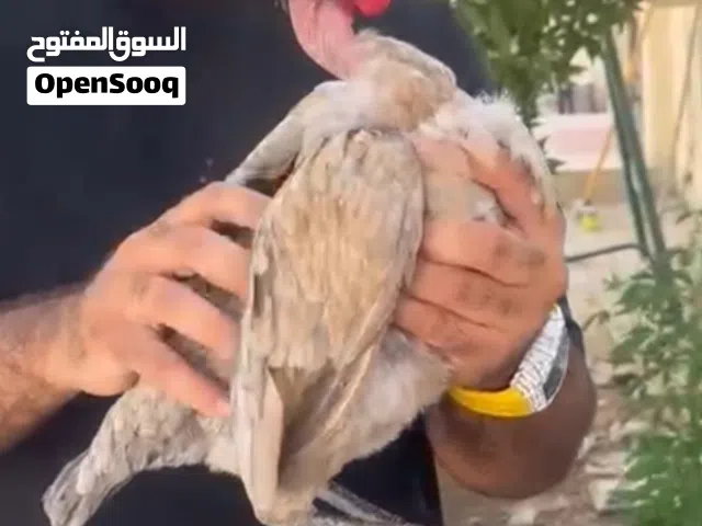 للبيع ديايه بورمي فتنامي شانقرا  ب 350 درهم