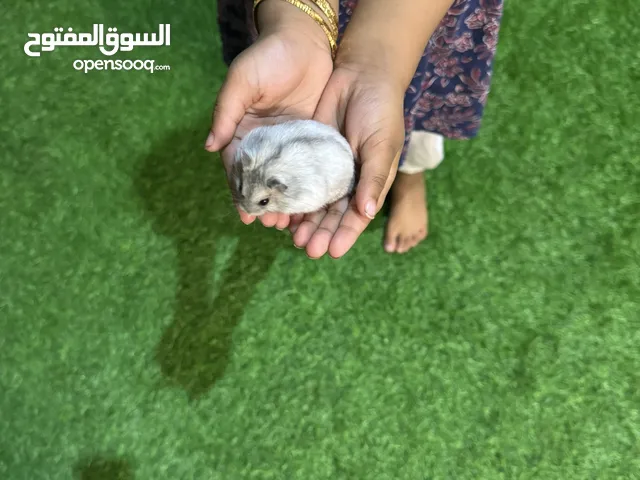 هامستر روسي