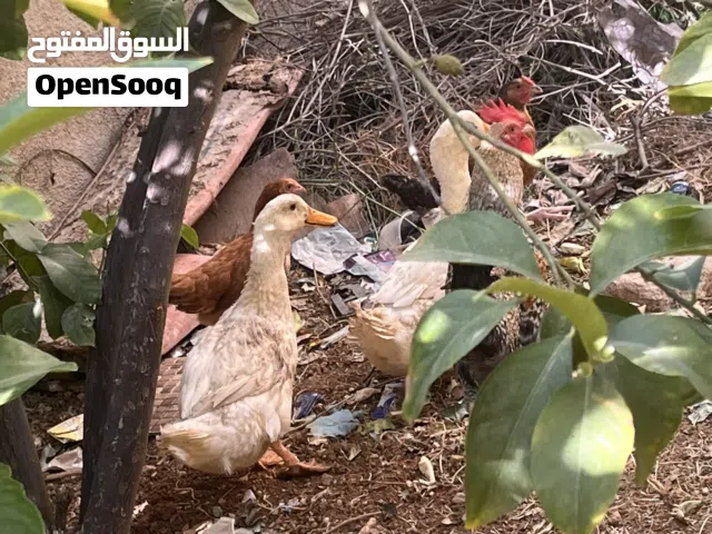 بط ممتاز للبيع عدد 2