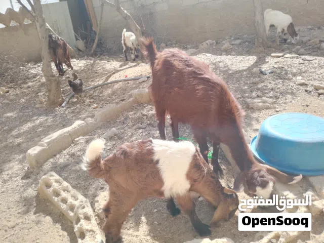 اغنام شامية للبيع