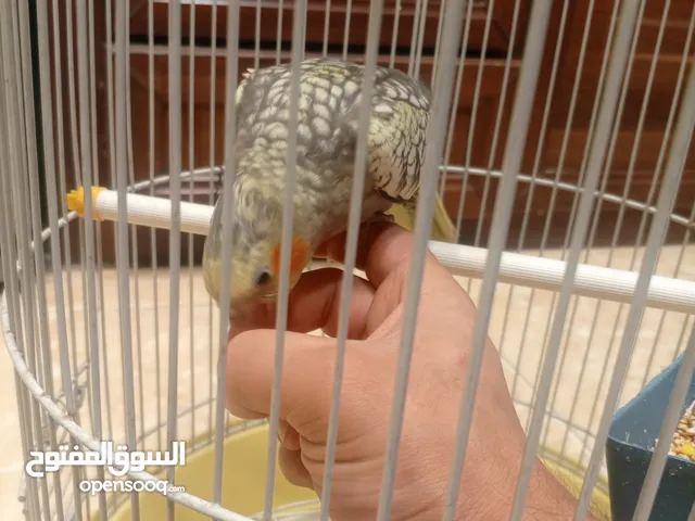 فرخ كوكتيل مفطوم جديد +جوز كوكتيل تحته فراخ للبيع