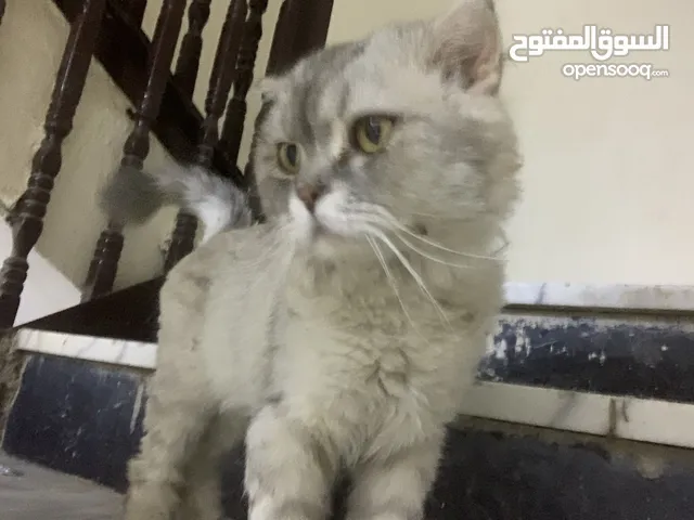 شيرازيه قطه لطيفه اليفه ول تواصل واتس فقط السعر 355