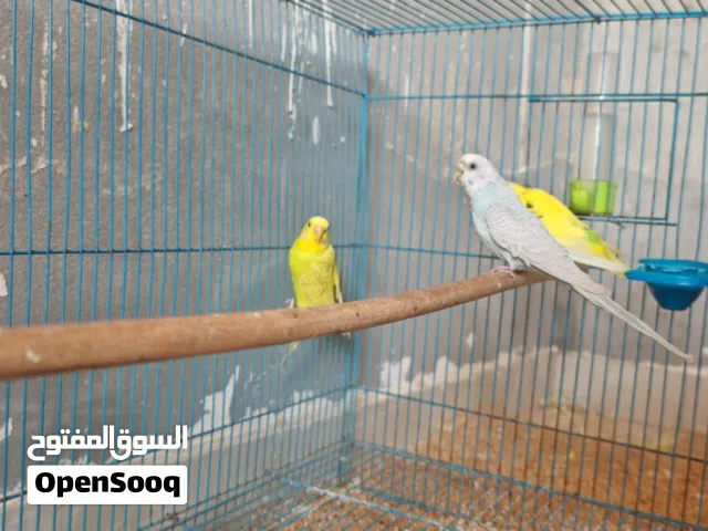 3انتيات بقلينو ومعاهم 2 قفاص حجم كبير جدا وحجم صغير ساوم