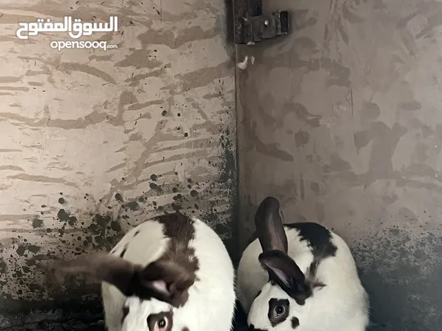 سلالة ارانب بابيون العملاق