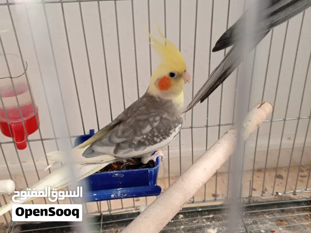ذكر كوكتيل