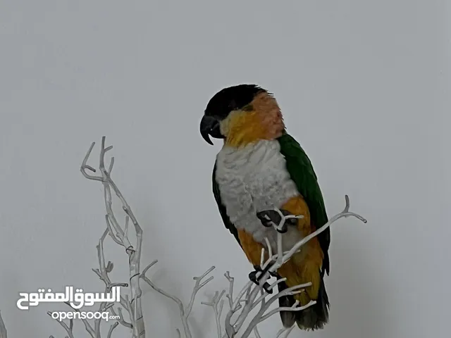 بلاك هيد كايك
