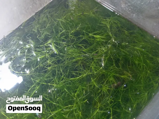 زرع مائي للسمك