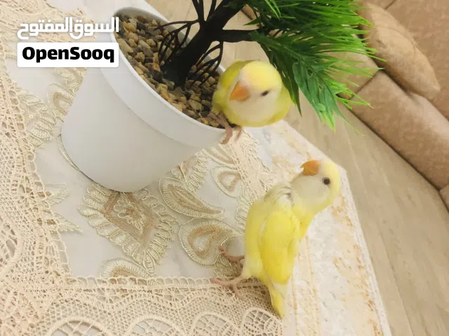 اينو عين حمراء طرفين