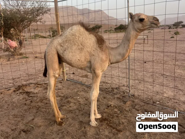 قعود رضيع تحت امه
