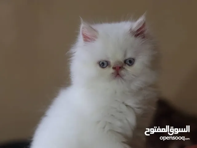 ماشاء الله لا قوة الا ب الله قطط فصائل نادرة حاجة تحفه جدآ