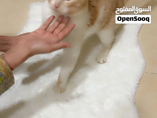 قطط للتبنى