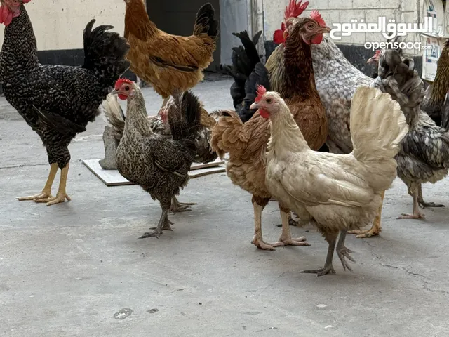 دجاج وديوك للبيع